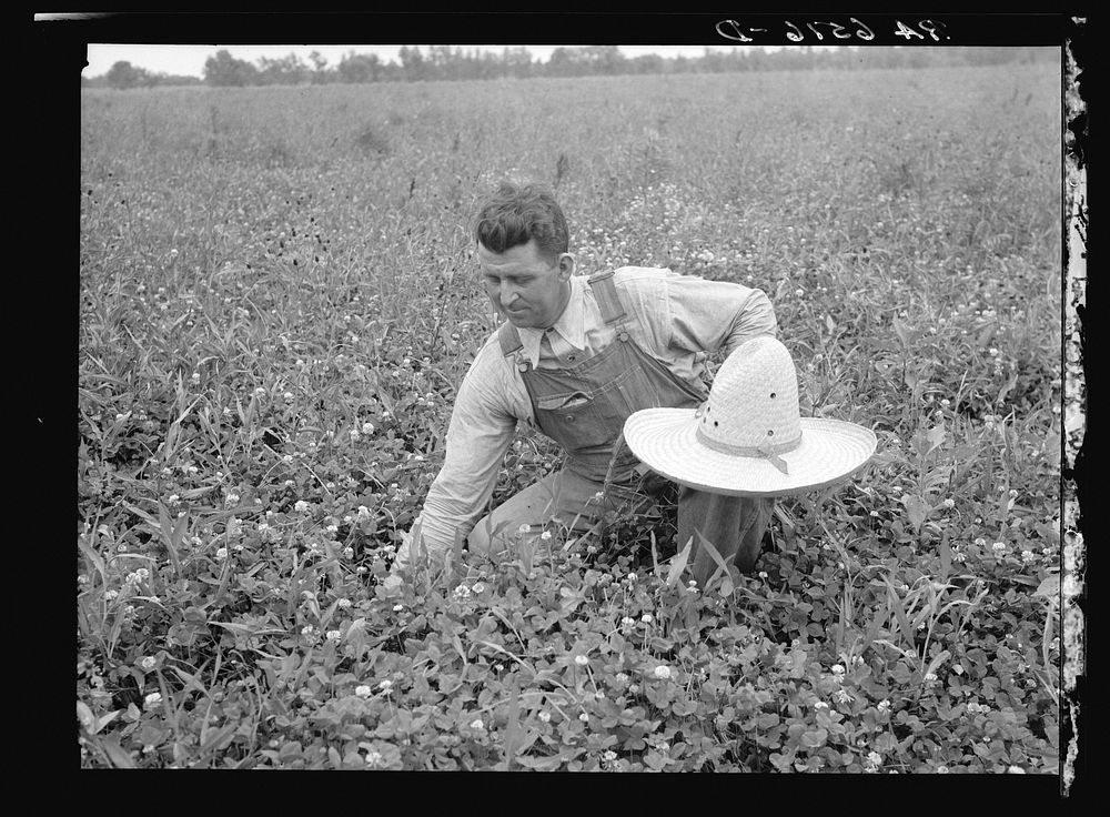 White Dutch clover (seed and hay) of rehabilitation client. St. Charles Parish. Near New Orleans, Louisana. Sourced from the…
