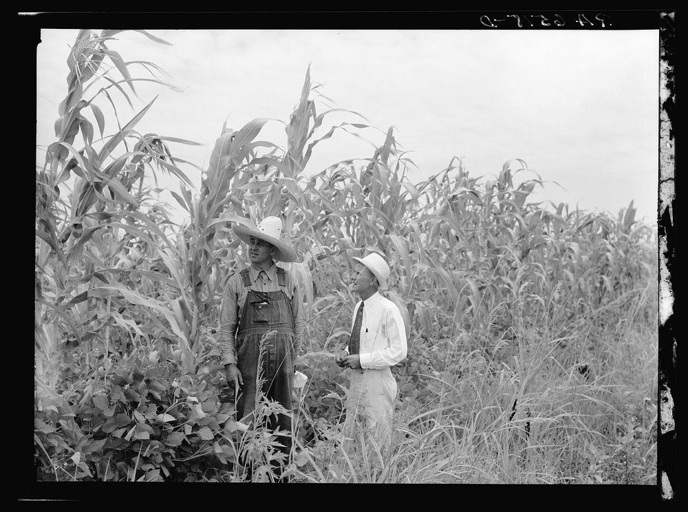 Rehabilitation client and rehabilitation loan supervisor in St. Charles Parish near New Orleans looking over corn yielding:…