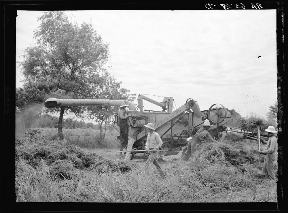 Threshing white dutch clover at farm in St. Charles Parish near New Orleans, Louisana. Sourced from the Library of Congress.