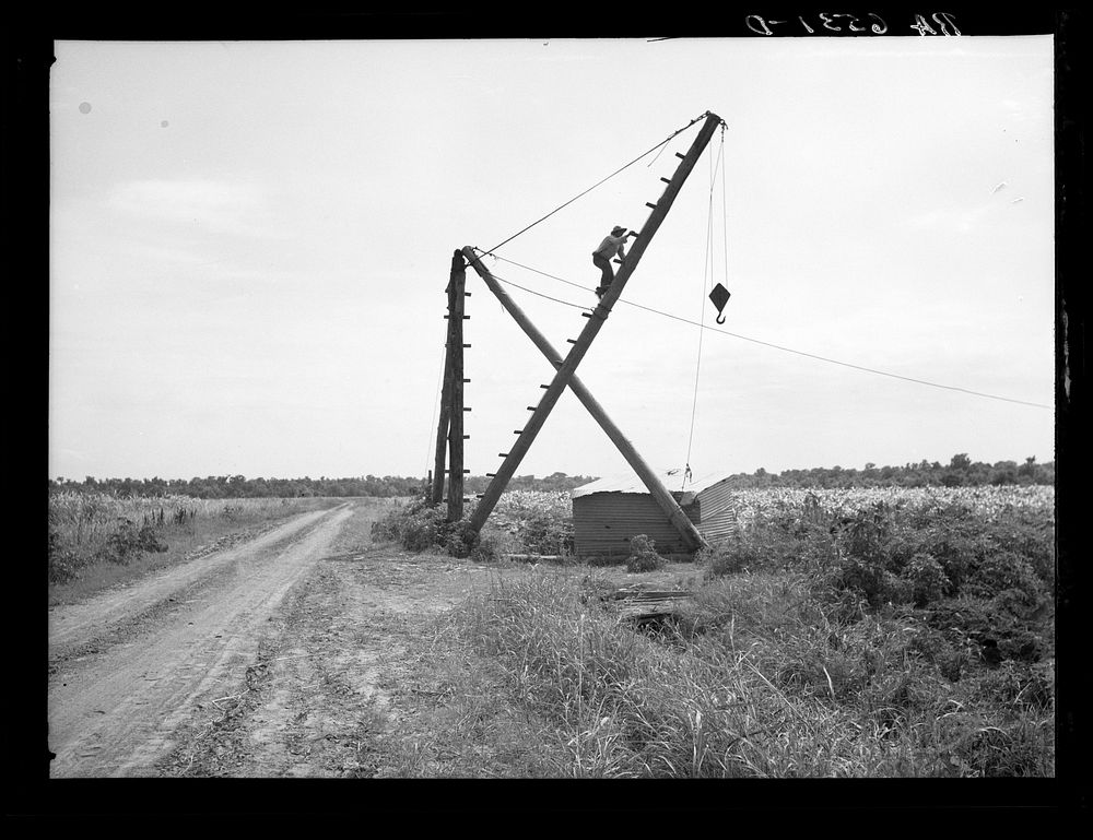 Derrick, characteristic sight in cane field. Used to transfer cane from wagons to trucks for transportation to mills.…