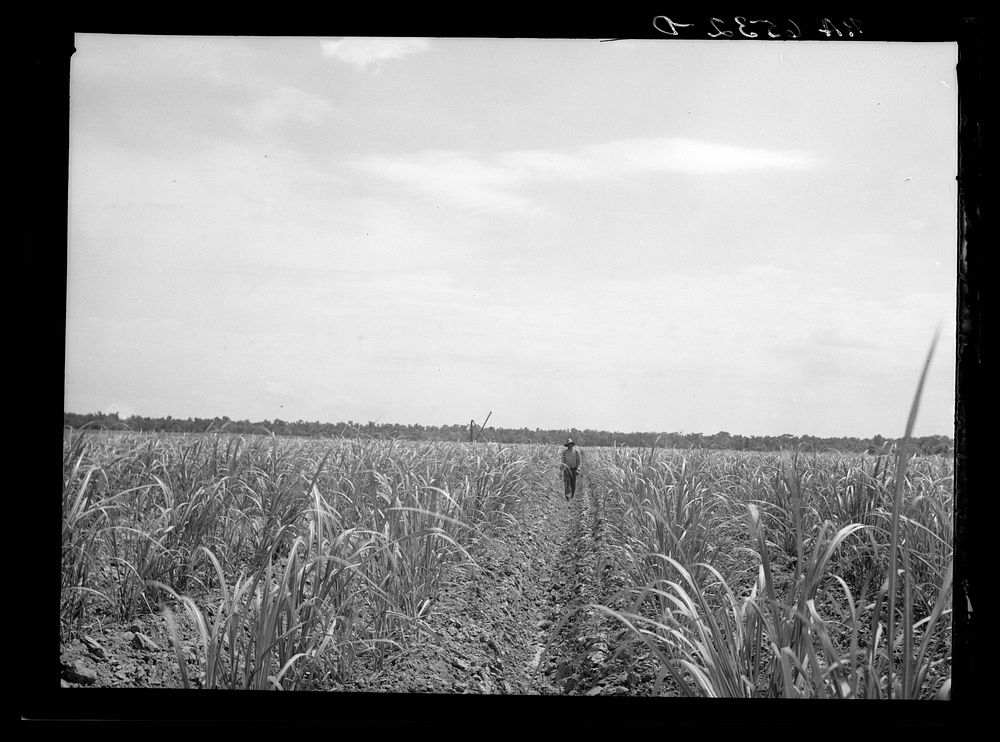 Sugar cane field of Resettlement Administration client. St. Charles Parish. Near New Orleans, Louisiana. The planting of the…