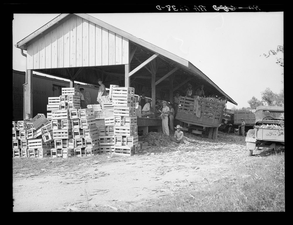 Cooperative corn packing and shipping shed operative near Paradise, Louisana. Near New Orleans. Sourced from the Library of…