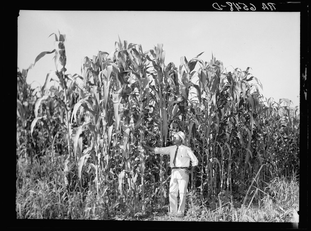 Rehabilitation Administration loan supervisor, St. Charles Parish, near New Orleans, Louisiana, standing alongside corn…