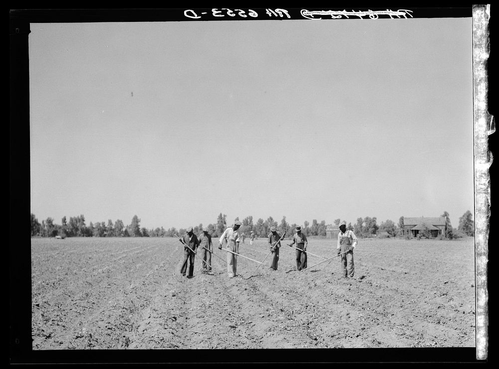 Cotton choppers on northwest part of the Mississippi Delta land near Lula, Mississippi. Sourced from the Library of Congress.