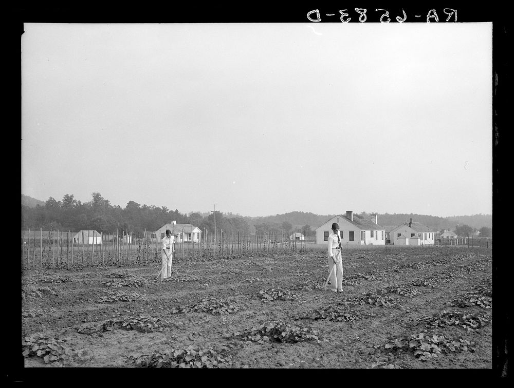 Palmerdale Homestead boys working a watermelon patch near their house. Alabama. Sourced from the Library of Congress.