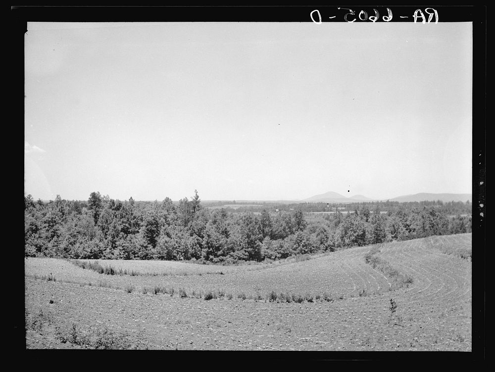Terracing and cotton patch with Appalachian Mountains in the distance. Near Cornelia, Georgia. Sourced from the Library of…