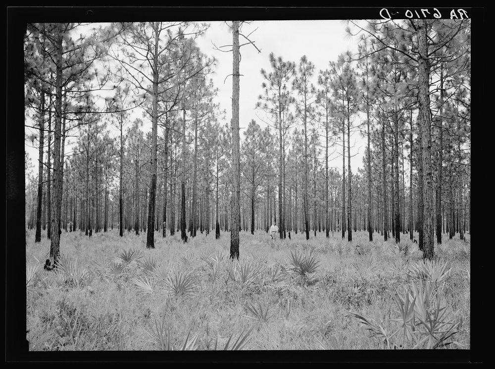 Young pine timber (longleaf). Typical of better stands on area of Coastal Flatwoods agricultural demonstration project. Near…