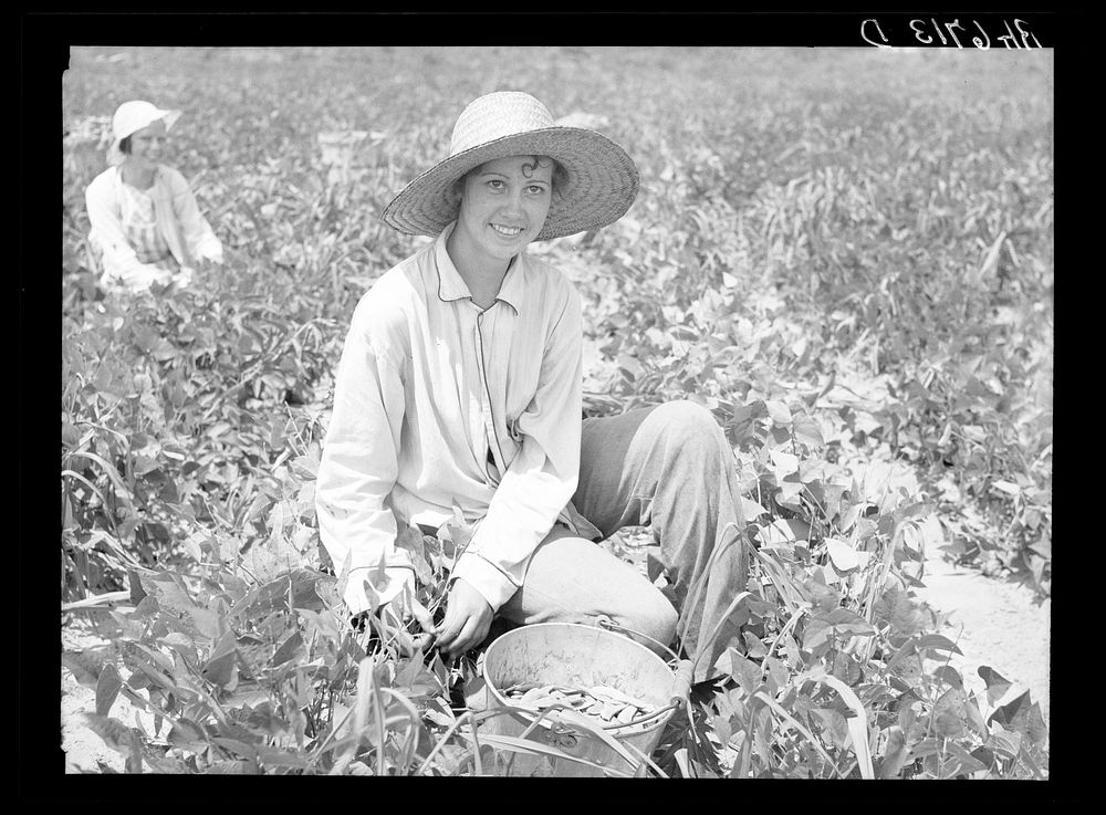Daughter of Rural Rehabilitation Administration farmer picking butterbeans for her neighbor in field of an occupant of Wolf…