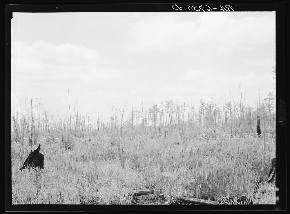 Marsh area on edge of Okefenokee Swamp, part of purchase area of Coastal Flatwoods upland game conservation project. Near…