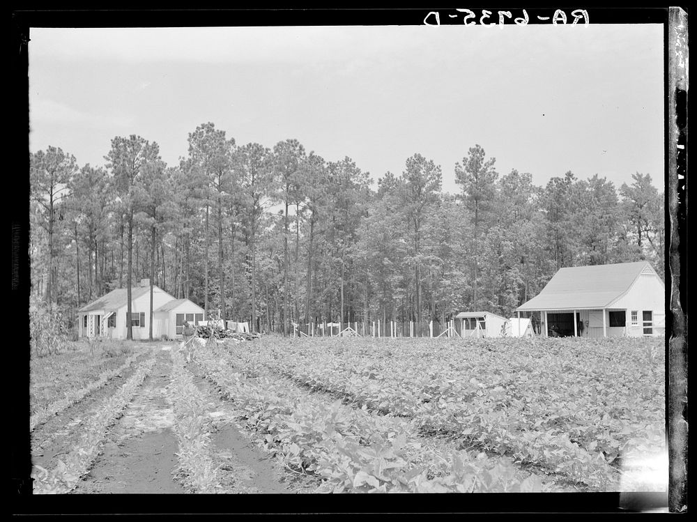 Homesteader hoeing tobacco. Penderlea Homesteads, North Carolina. Sourced from the Library of Congress.