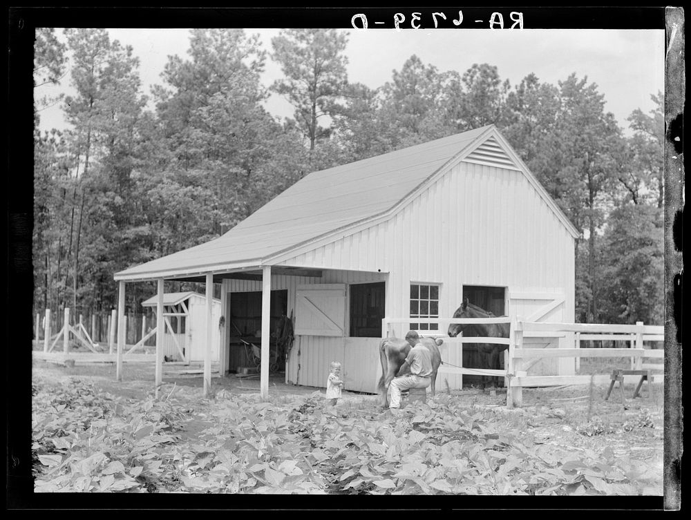 Barn on one of the new homesteads. Penderlea Homesteads, North Carolina. Sourced from the Library of Congress.