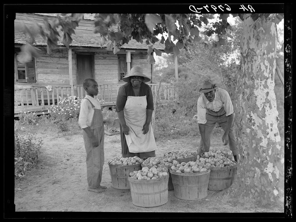Rehabilitation client and wife with one day's tomato pick off coast of Beaufort, South Carolina. Sourced from the Library of…