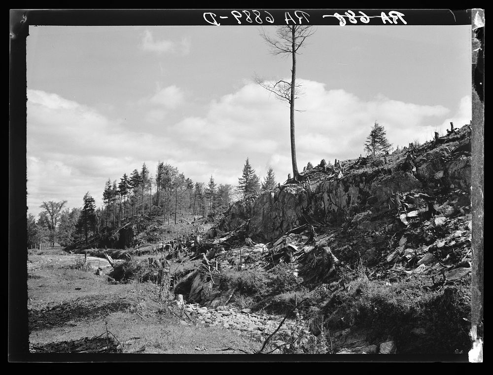 Cut-over burned-over land near Troy, Vermont. Sourced from the Library of Congress.