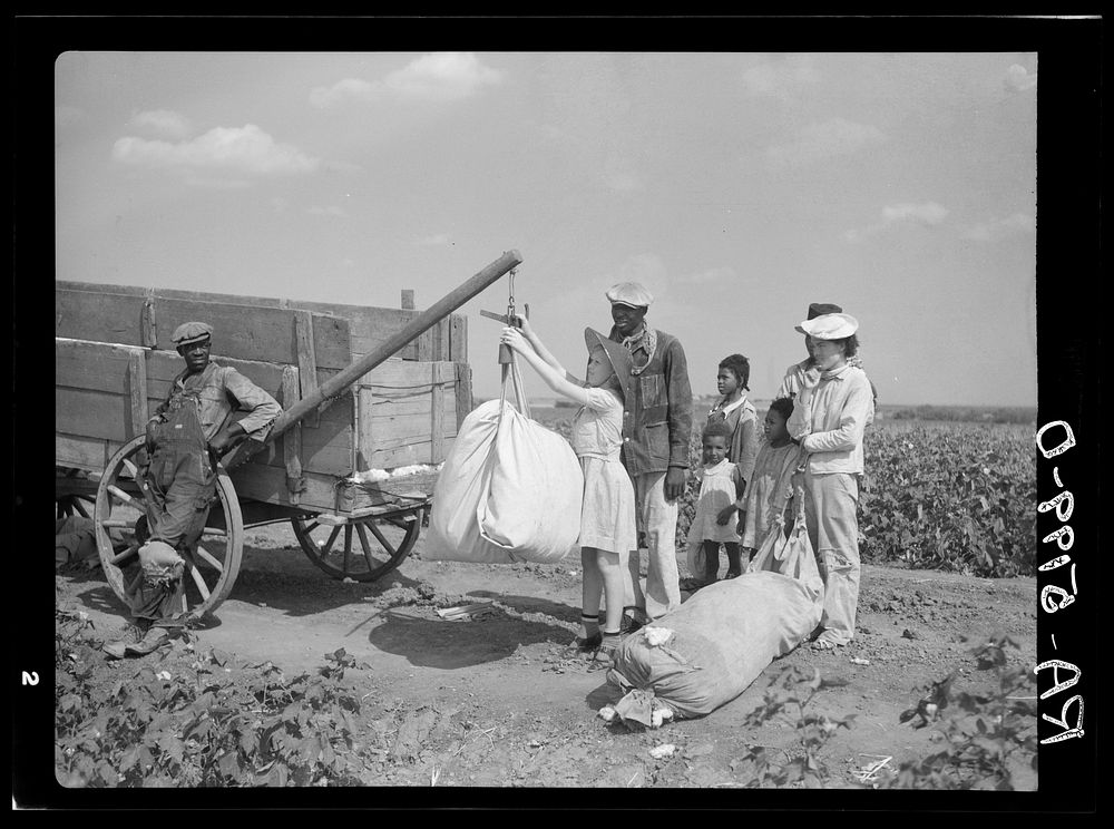 Plantation owner's daughter checks weight of cotton. Kaufman County, Texas. Sourced from the Library of Congress.