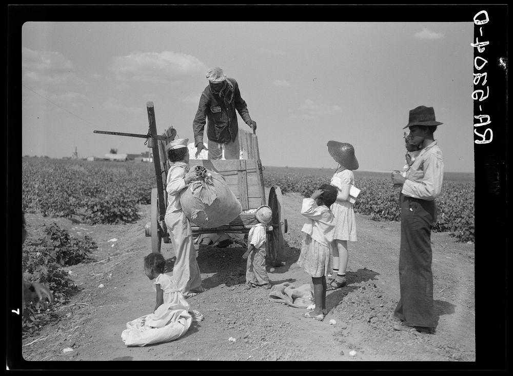Cotton pickers. Kaufman County, Texas. Sourced from the Library of Congress.
