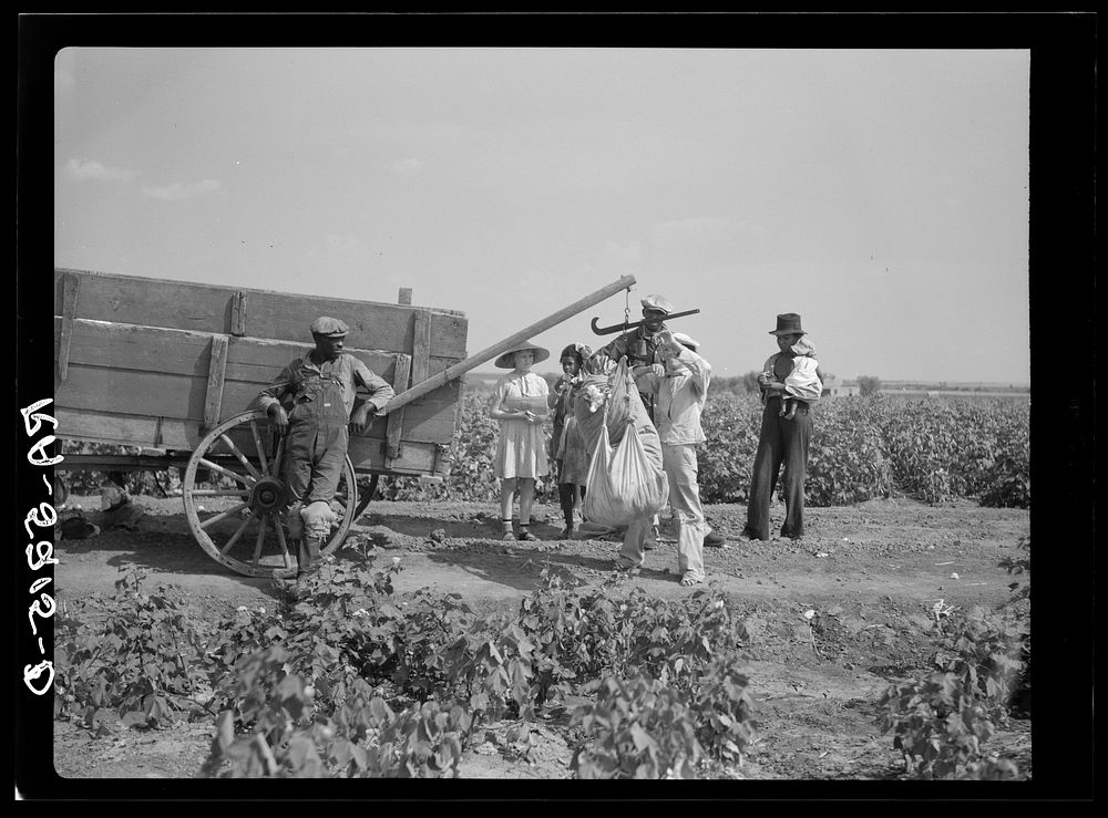 Cotton pickers who receive fifty cents a hundred pounds. Kaufman County, Texas. Sourced from the Library of Congress.