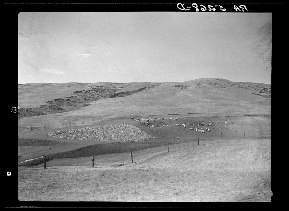 Resettlement stock water dam. Johnson County, Wyoming. Sourced from the Library of Congress.