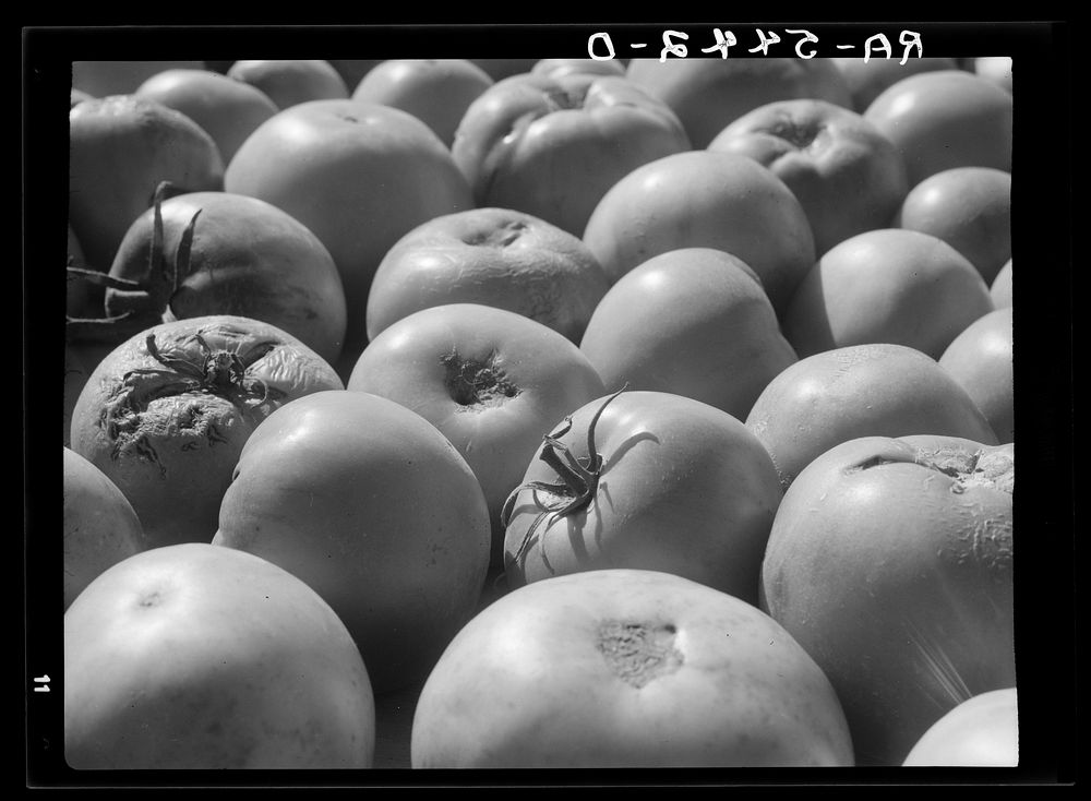 Tomatoes grown by homesteader. Westmoreland Homesteads, Pennsylvania. Sourced from the Library of Congress.