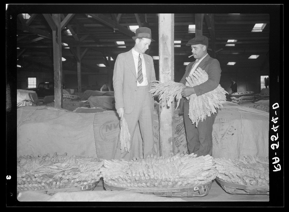 Rehabilitation supervisor examines client's tobacco crop. Durham, North Carolina. Sourced from the Library of Congress.