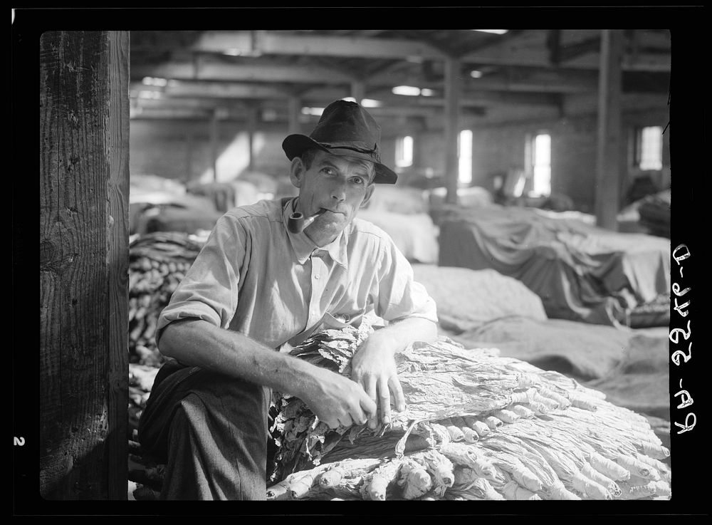 Rehabilitation client with tobacco crop that will repay his loan. Durham, North Carolina. Sourced from the Library of…