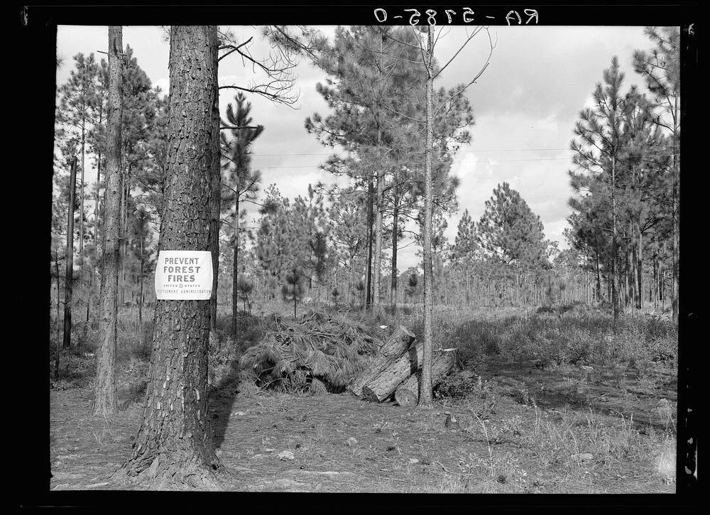Scene on Resettlement Administration land use project. Southeastern Georgia. Sourced from the Library of Congress.