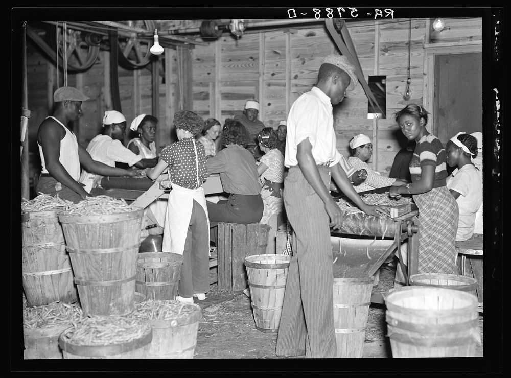 Canning plant employees grading beans. Dania, Florida. Many of these workers are migrants. Sourced from the Library of…
