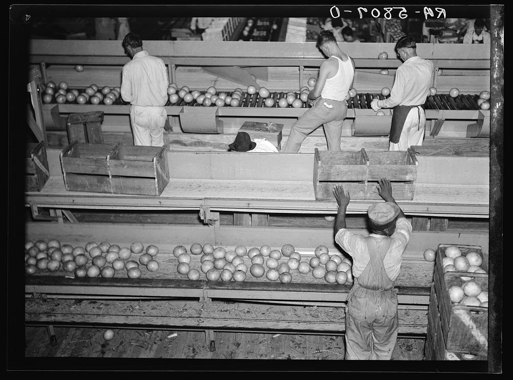 Grading citrus fruits in the packing plant at Fort Pierce, Florida. Sourced from the Library of Congress.