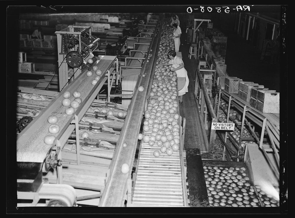 Scene in the packinghouse at Fort Pierce, Florida. Sourced from the Library of Congress.