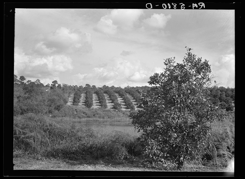 A Florida orange grove. Polk County, Florida. Sourced from the Library of Congress.