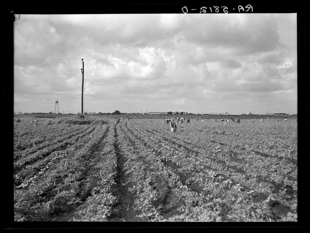 Picking beans in the "muck." Belle Glade, Florida. Sourced from the Library of Congress.