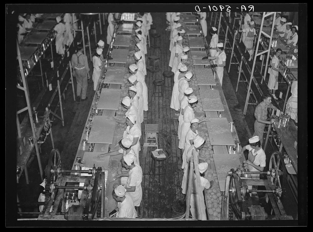 Scene in the grapefruit canning plant at Winterhaven, Florida. Some of these girls are migratory workers. Sourced from the…