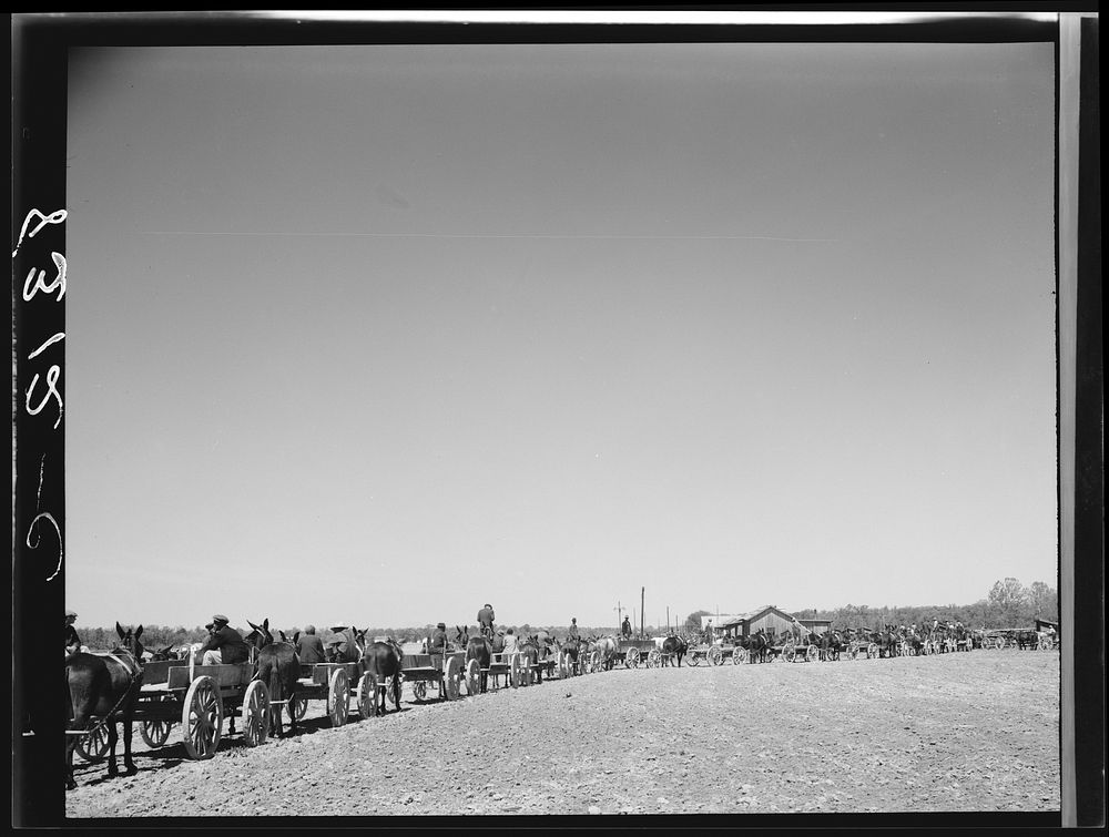 Lines of farmers waiting for cotton seed which they are buying cooperatively. Roanoke Farms, North Carolina. Sourced from…