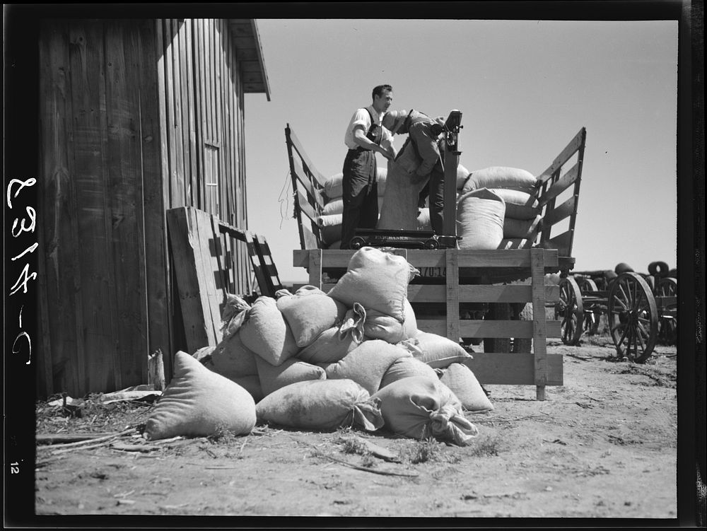 Weighing certified cotton seed for distribution to  farmers of Roanoke Farms. North Carolina. Sourced from the Library of…
