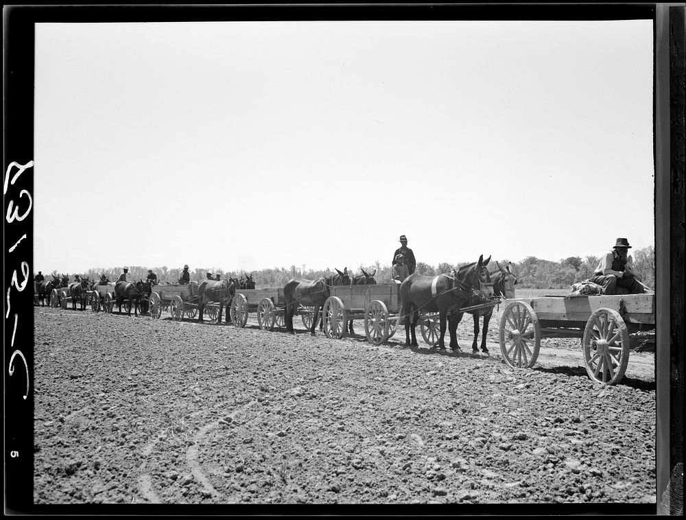 Farmers waiting in line for cotton seed, fence posts and wire which they are buying cooperatively. Roanoke Farms, North…