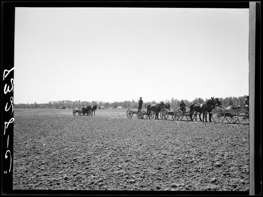 The end of the line of one hundred thirty  farmers with mule teams who are buying their cotton seed and other supplies…