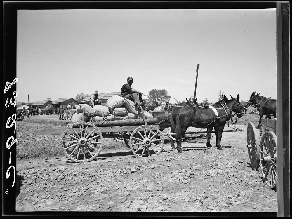 Farmer with his allotment of cotton seed which he has just bought cooperatively at Roanoke Farms, North Carolina. Sourced…