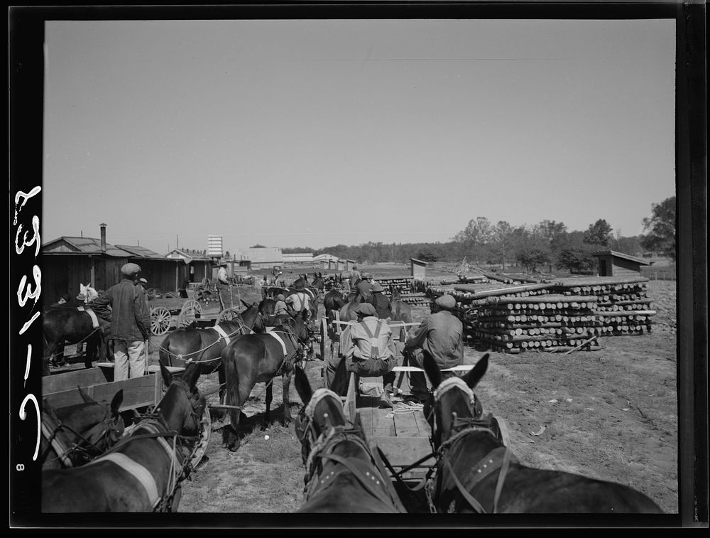  farmers getting cotton seed and other supplies which they are buying cooperatively at Roanoke Farms, North Carolina.…