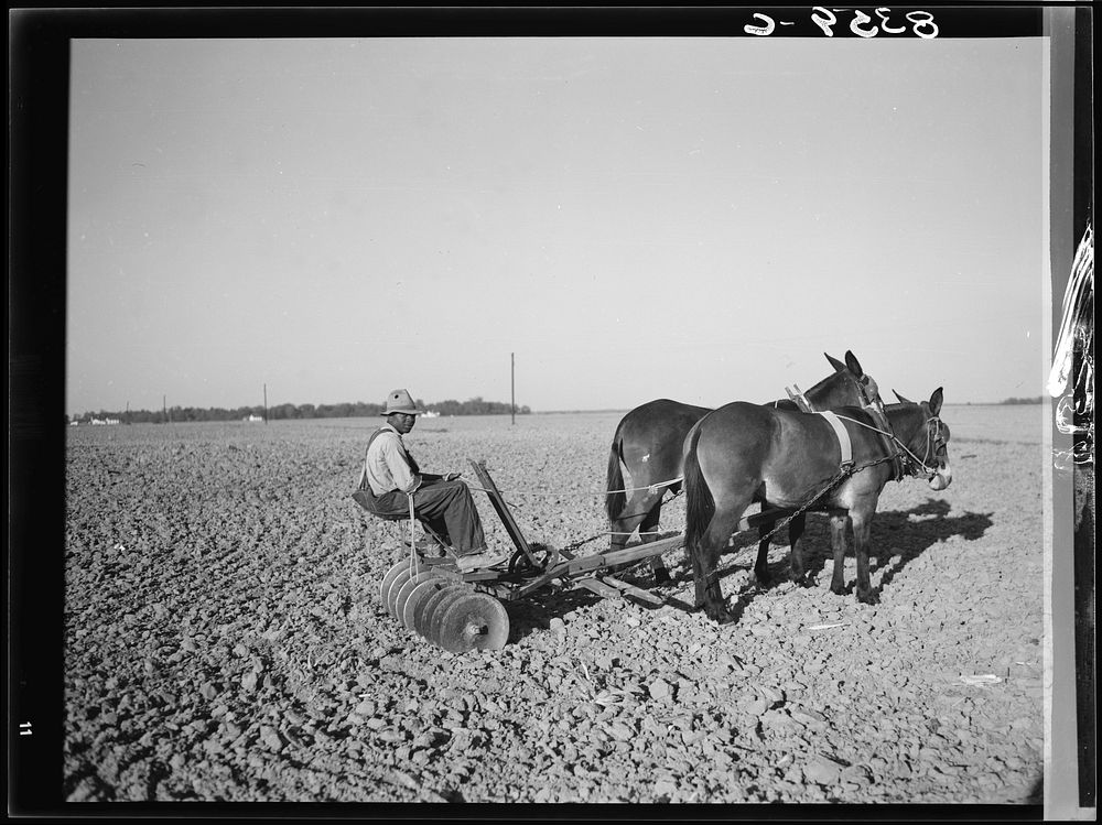 Son of farmsteader at Roanoke Farms, North Carolina. Sourced from the Library of Congress.