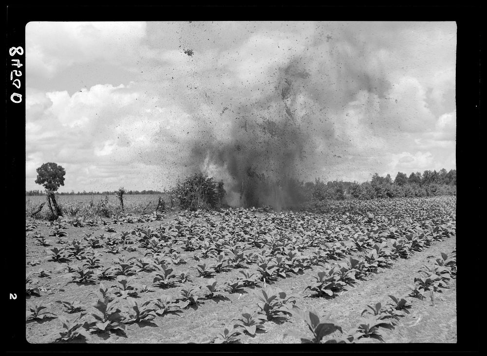 Dynamiting a stump out of field. Irwinville Farms, Georgia. Sourced from the Library of Congress.