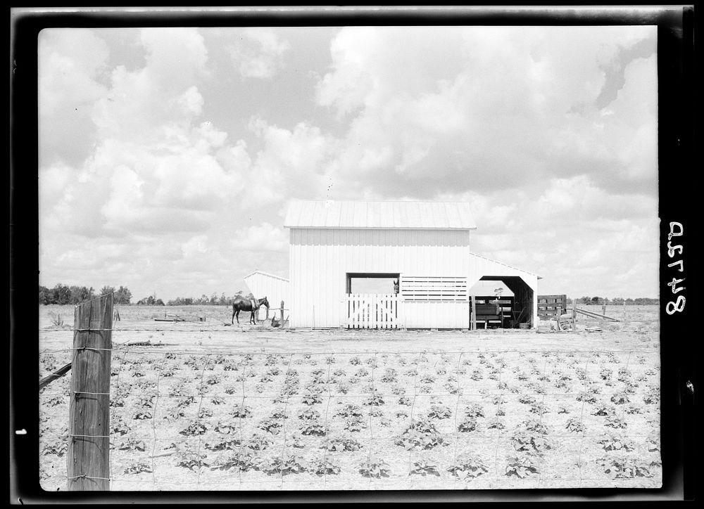 Barn on the Irwinville Farms project. Georgia. Sourced from the Library of Congress.