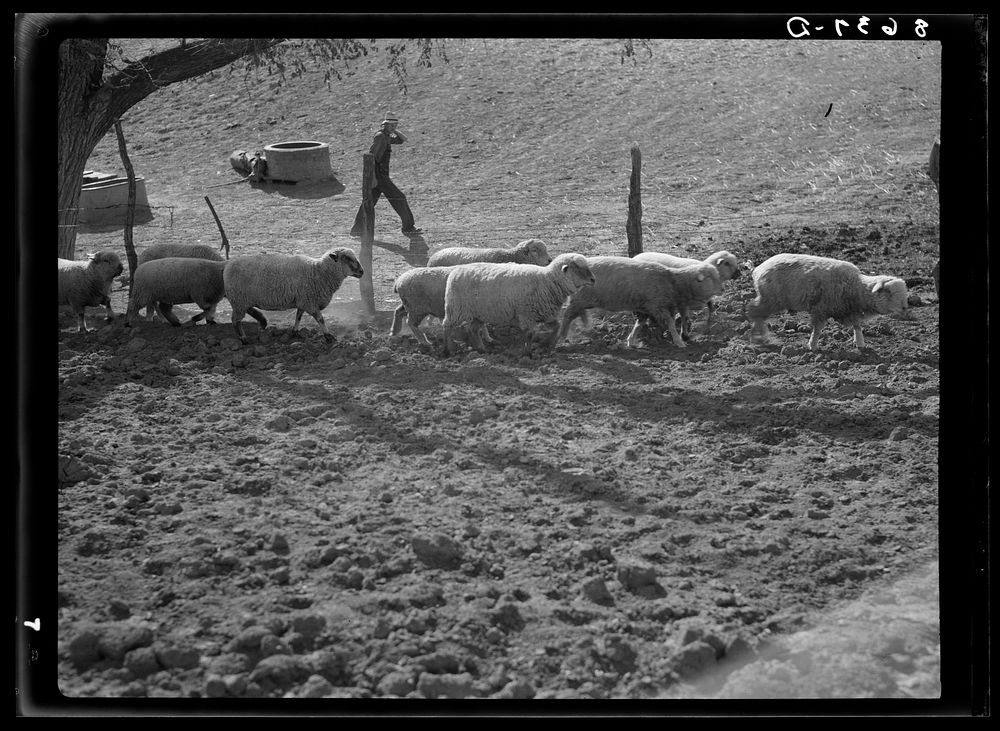 Sheep. Gage County, Nebraska. Sourced from the Library of Congress.