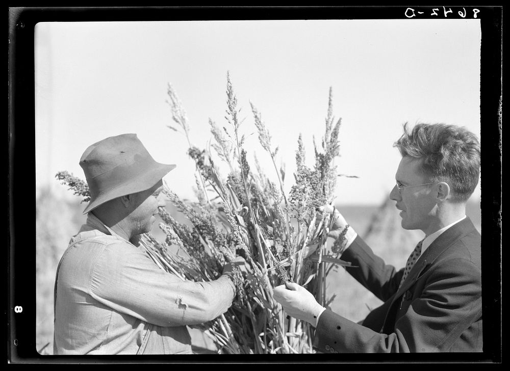 Rehabilitation client and county supervisor examining sorghum cane. Lancaster County, Nebraska. Sourced from the Library of…