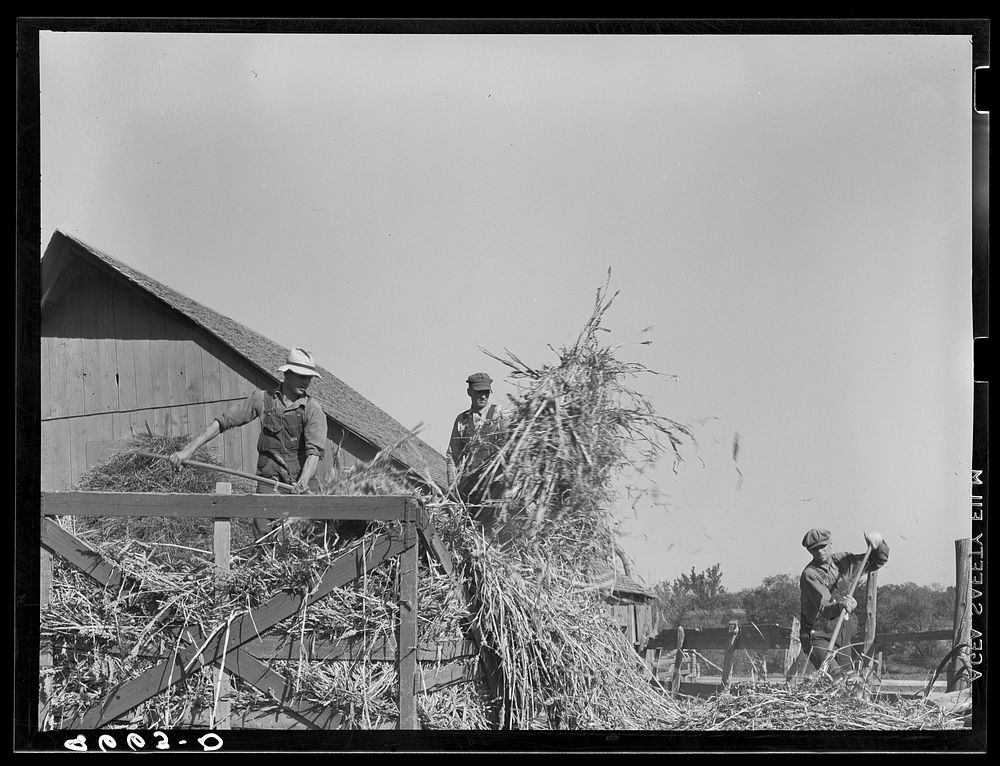 Unloading sorghum cane at farm of rehabilitation client. Gage County, Nebraska. Sourced from the Library of Congress.