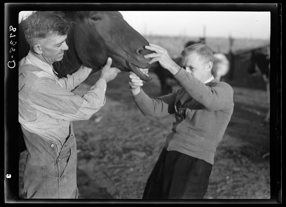Farm Security Administration county supervisor examining horse's teeth. Cloud County, Kansas. Sourced from the Library of…