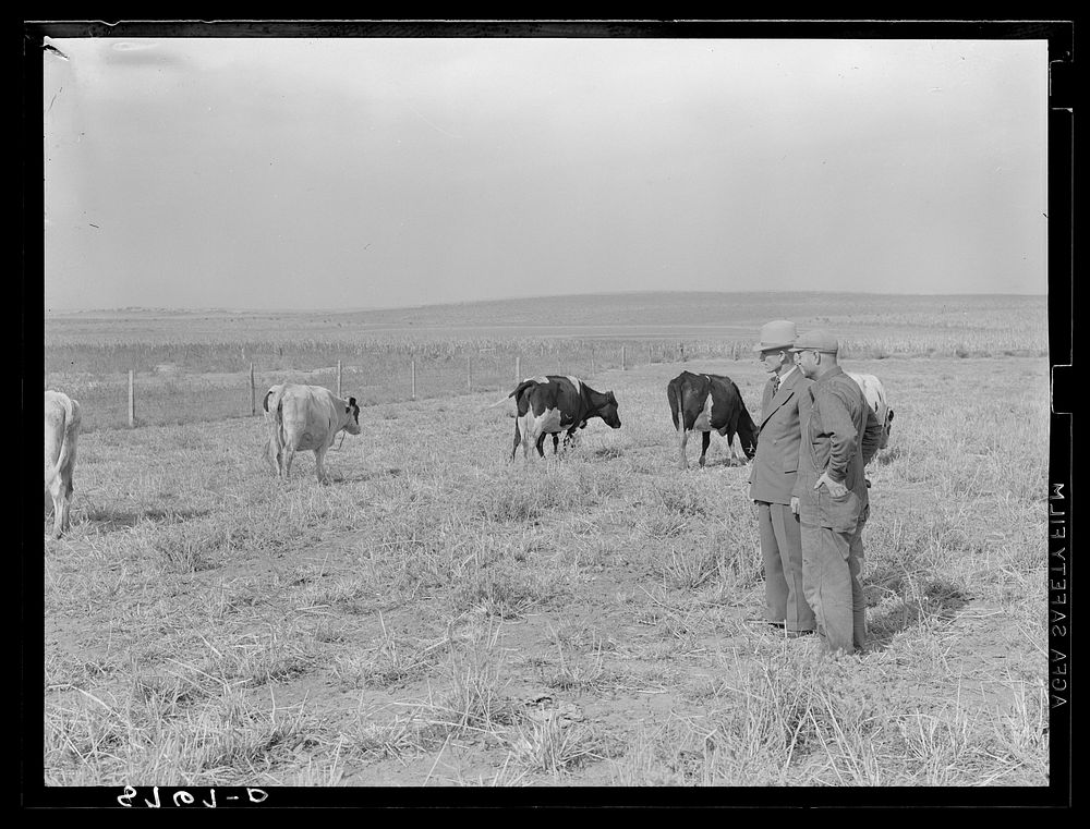 County supervisor looking over rehabilitation client's cattle. Lincoln County, Nebraska. Sourced from the Library of…
