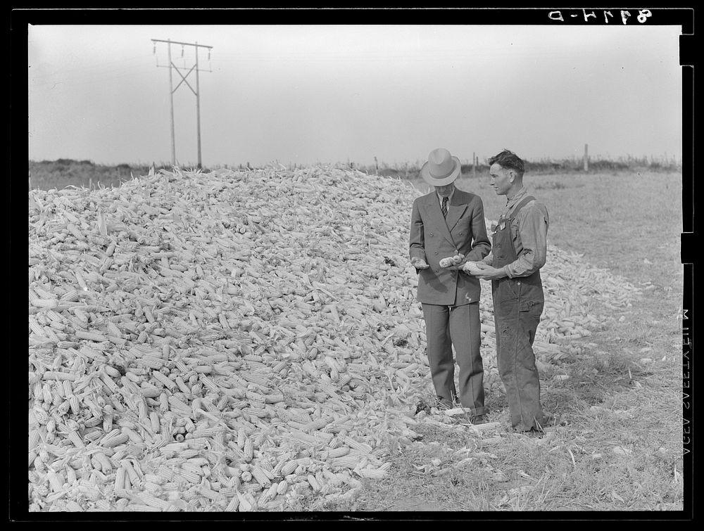County supervisor examining corn belonging to rehabilitation client. Lincoln County, Nebraska. Sourced from the Library of…