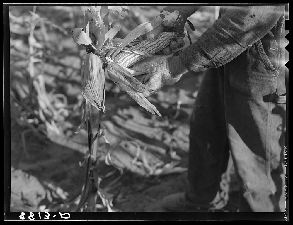 Nebraska farmer shucking corn. Sourced from the Library of Congress.