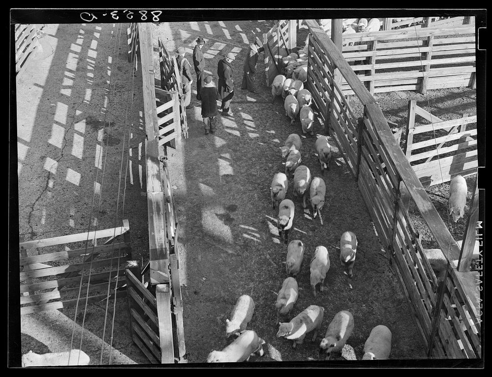 Sheep entering the stockyards. South Omaha, Nebraska. Sourced from the Library of Congress.