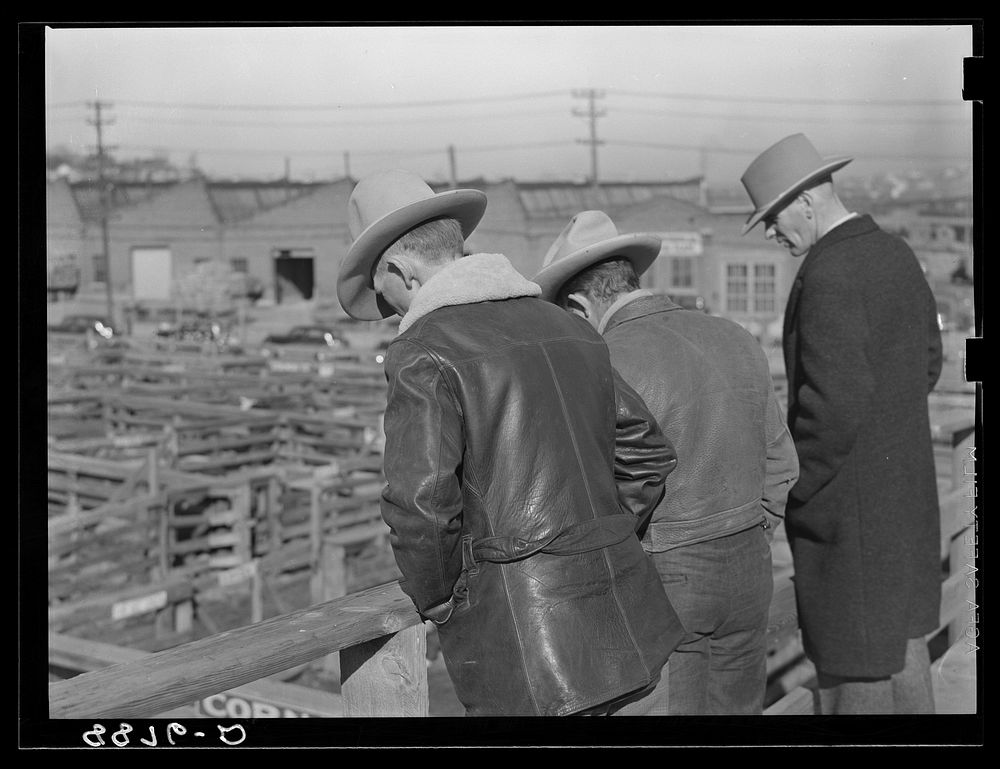 Prospective buyers at the stockyards. South Omaha, Nebraska. Sourced from the Library of Congress.