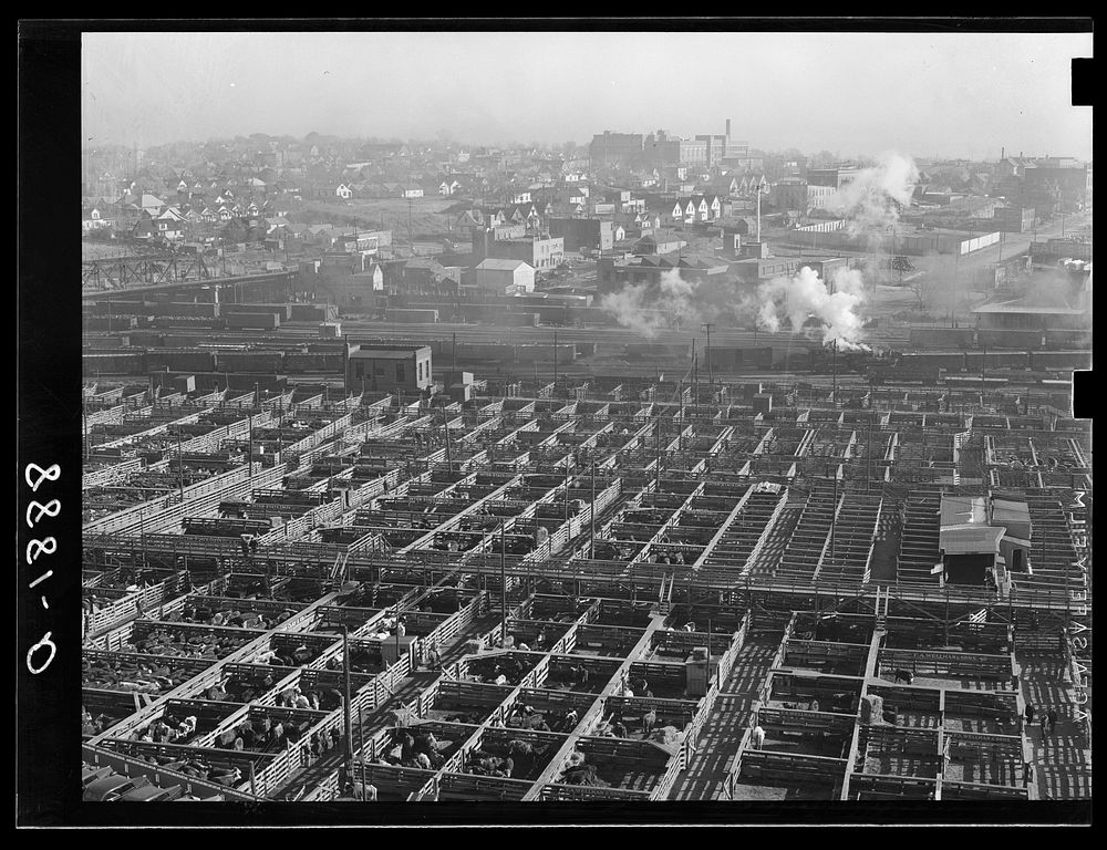 Stockyards. South Omaha, Nebraska. Sourced from the Library of Congress.